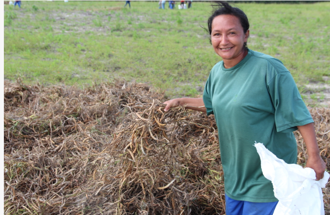 Projeto Maná chega ao fim com 200 toneladas de feijão colhido